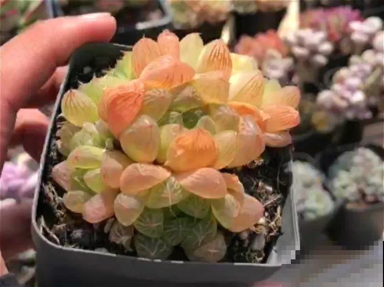 极品玉露，晶莹剔透堪比水晶，看一眼就爱上！