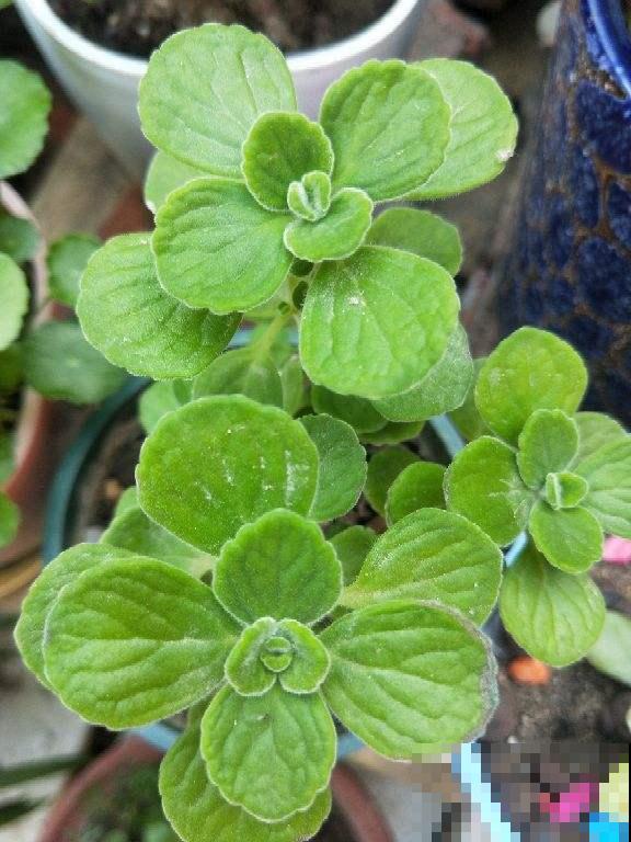 这花一碰就一股青苹果味，叶子翠绿肉嘟嘟，清新可爱惹人疼！