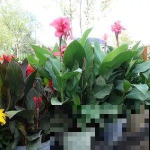 这4种花，就得大盆种，盆越大根越粗，越长越旺盛！