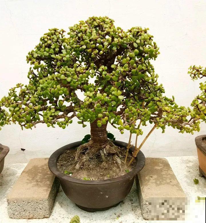 金枝玉叶换换土，比施肥都管用，瘦弱的嫩枝照样养成老桩！
