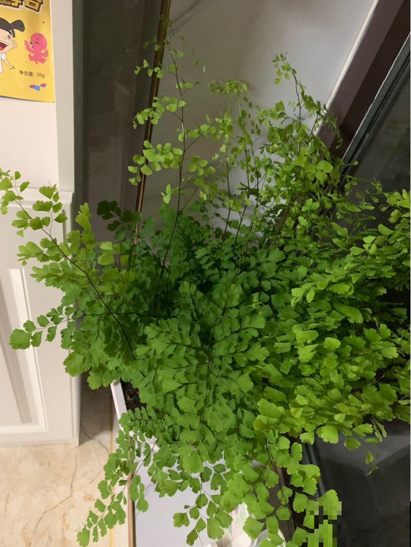 这几种植物，既高雅又大方，特别适合秋天入手！