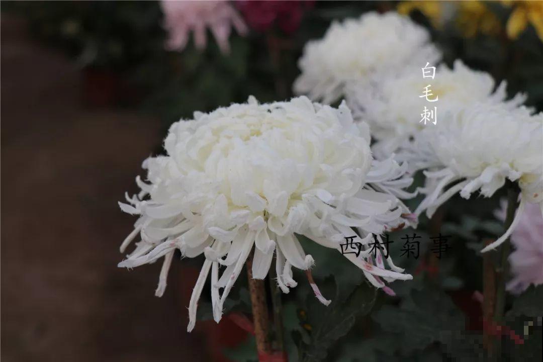 秋天啥花都可以不养，唯独这1种，100盆都不嫌多！