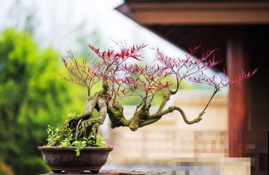 等我们老了,就找个院子,清晨养花傍晚喝茶! 等我们老了,就找个院子,清晨养花傍晚喝茶!