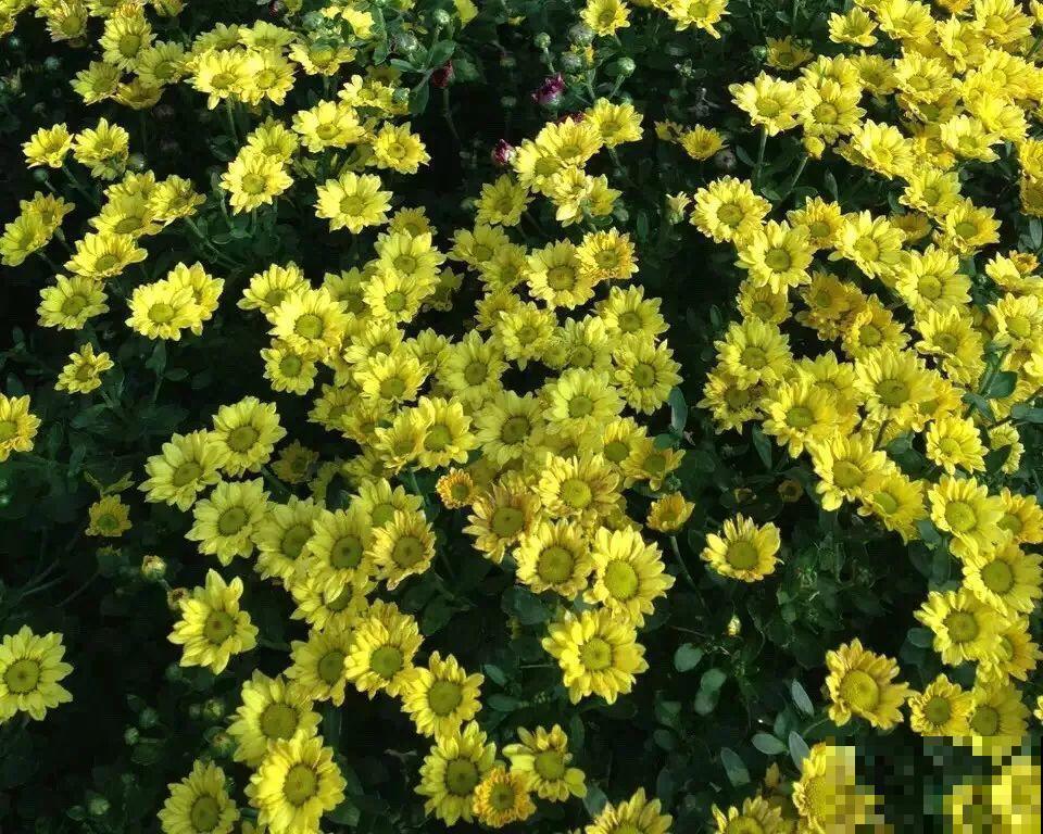 9月，这6种菊花最受欢迎，开花又密又多，摆哪里都是花园！