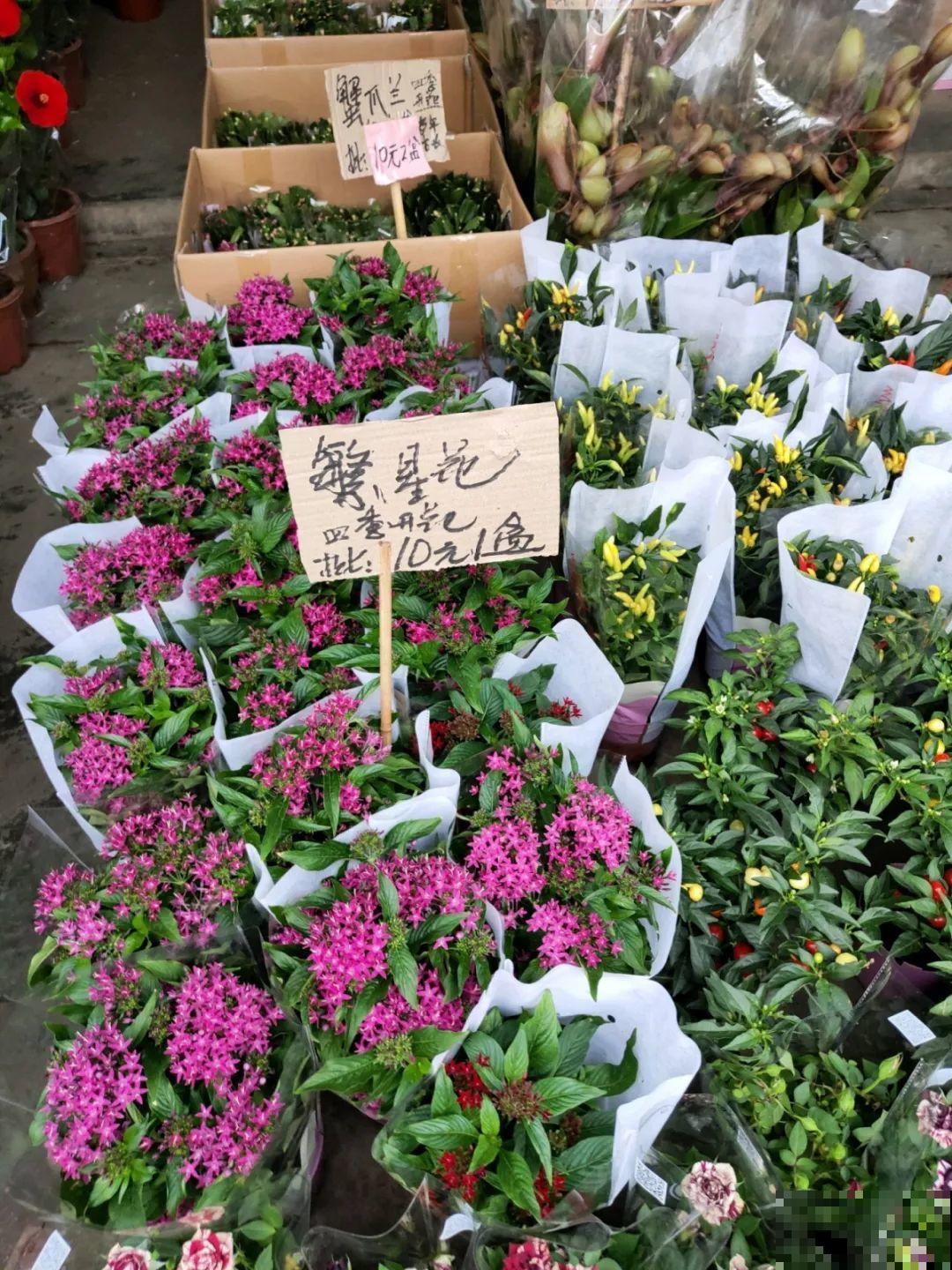 9月份逛花市，这花最好看、最好养，放心抱回家！