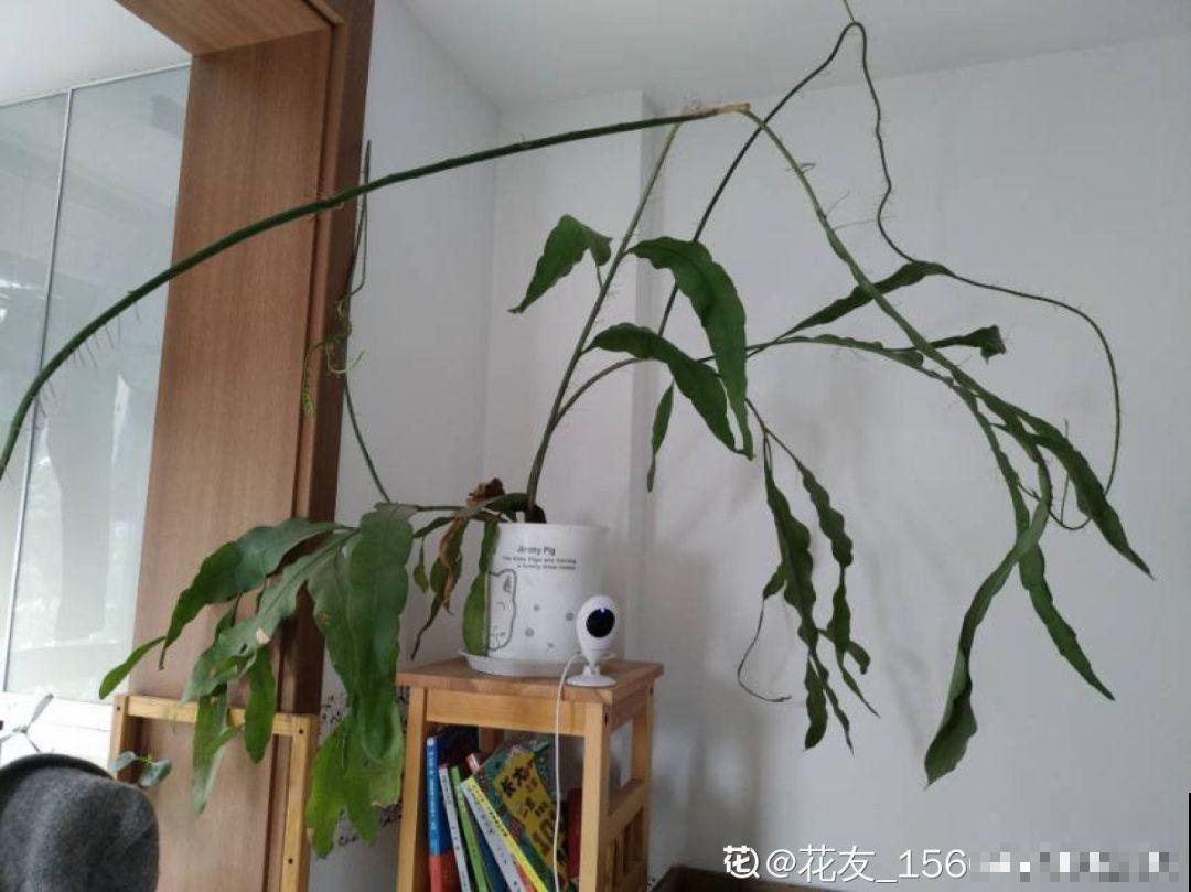 茉莉剪狠了，小心缓不过来，冬天叶子全掉光！