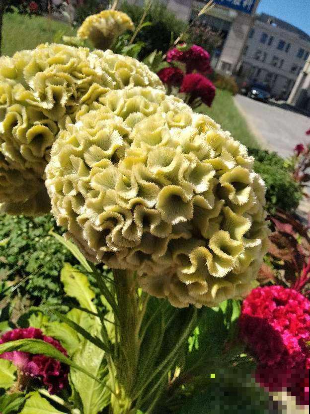 这花长得好奇怪，红火一团像个鸡冠，原来在家就能种！