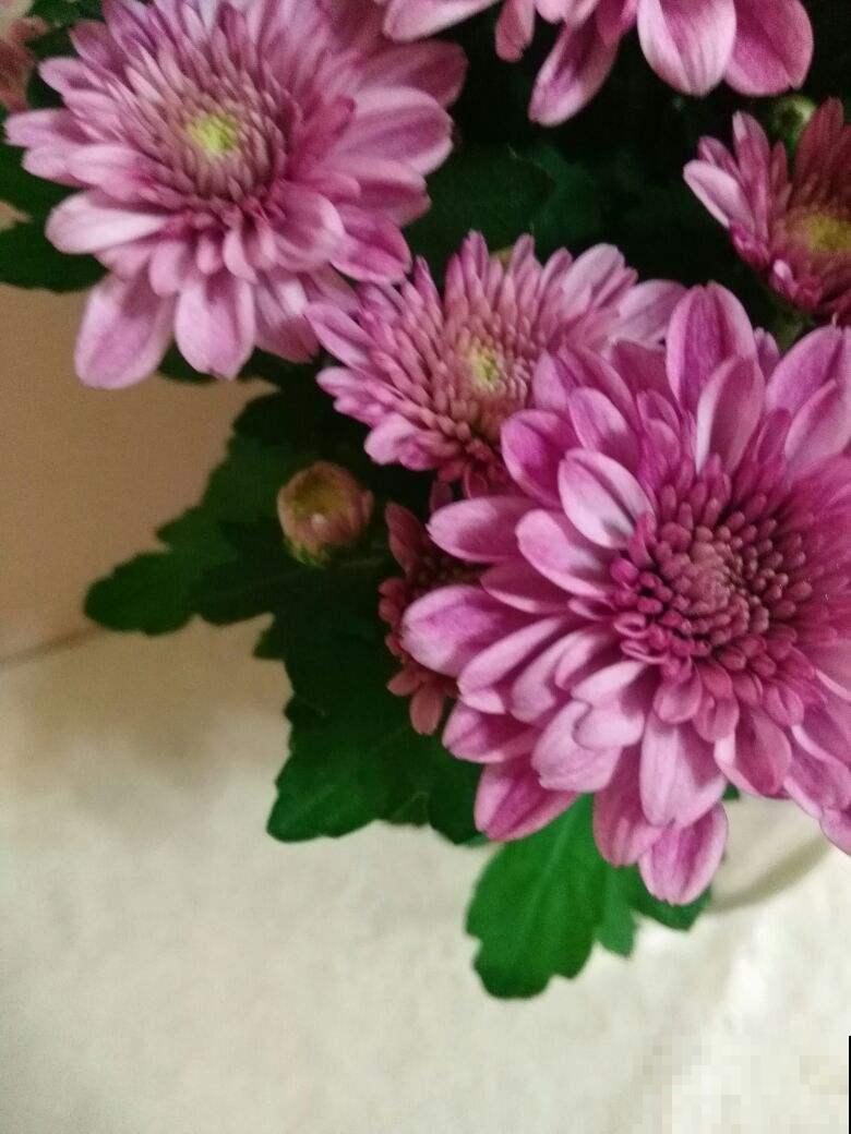 秋天养菊花？按照这几个方法养，花期延长一点都不难！