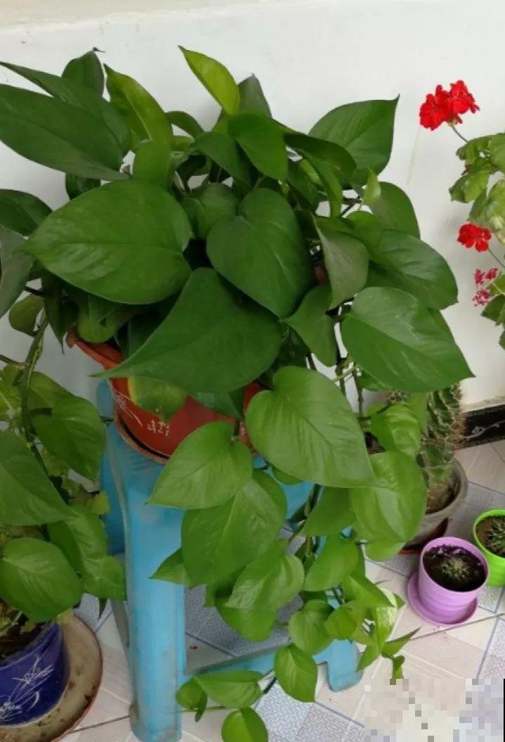 再好养的花也怕冷，放外面一晚上，一不小心变烂草！
