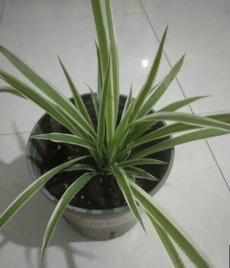 阳台养“银项链”，两周就能发芽，比观花的植物还美！