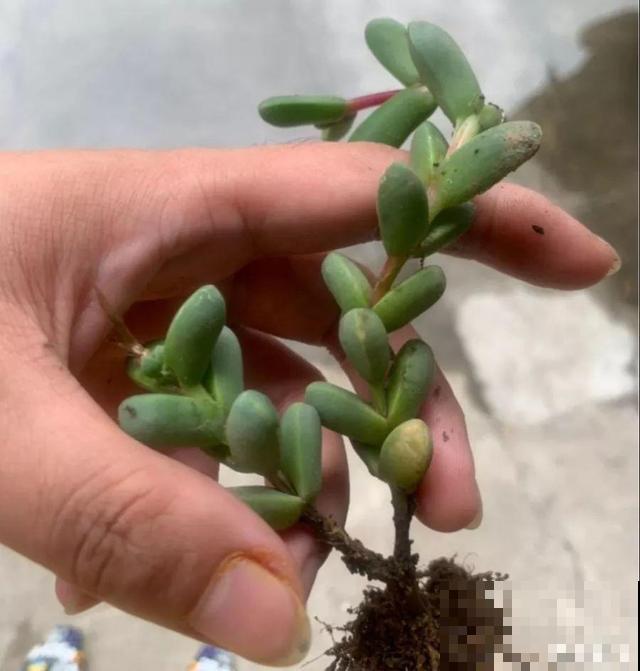 多肉用啥盆？先看根长什么样，免得一浇水就烂根！