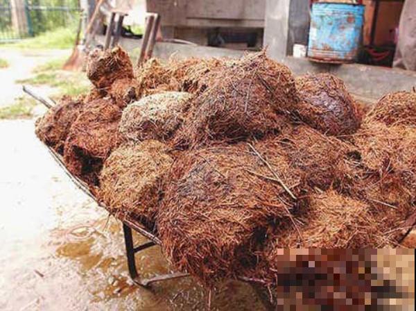 植物基肥不会选？不管啥花，加上它准没错！
