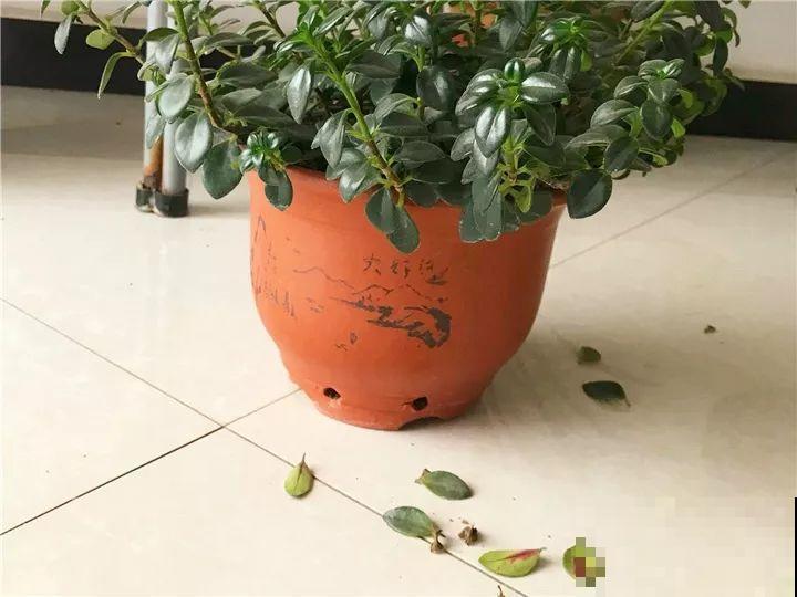 你家的金鱼吊兰是不是养成“菜”？这么养，一年四季都开花！