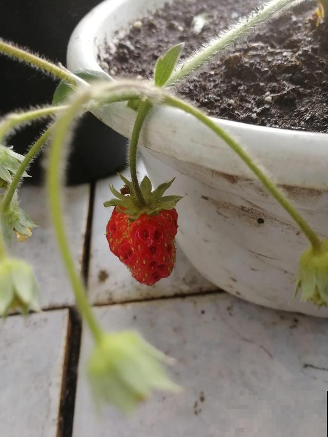 这几种水果可以瘦身，要这么吃，不用节食就可以瘦