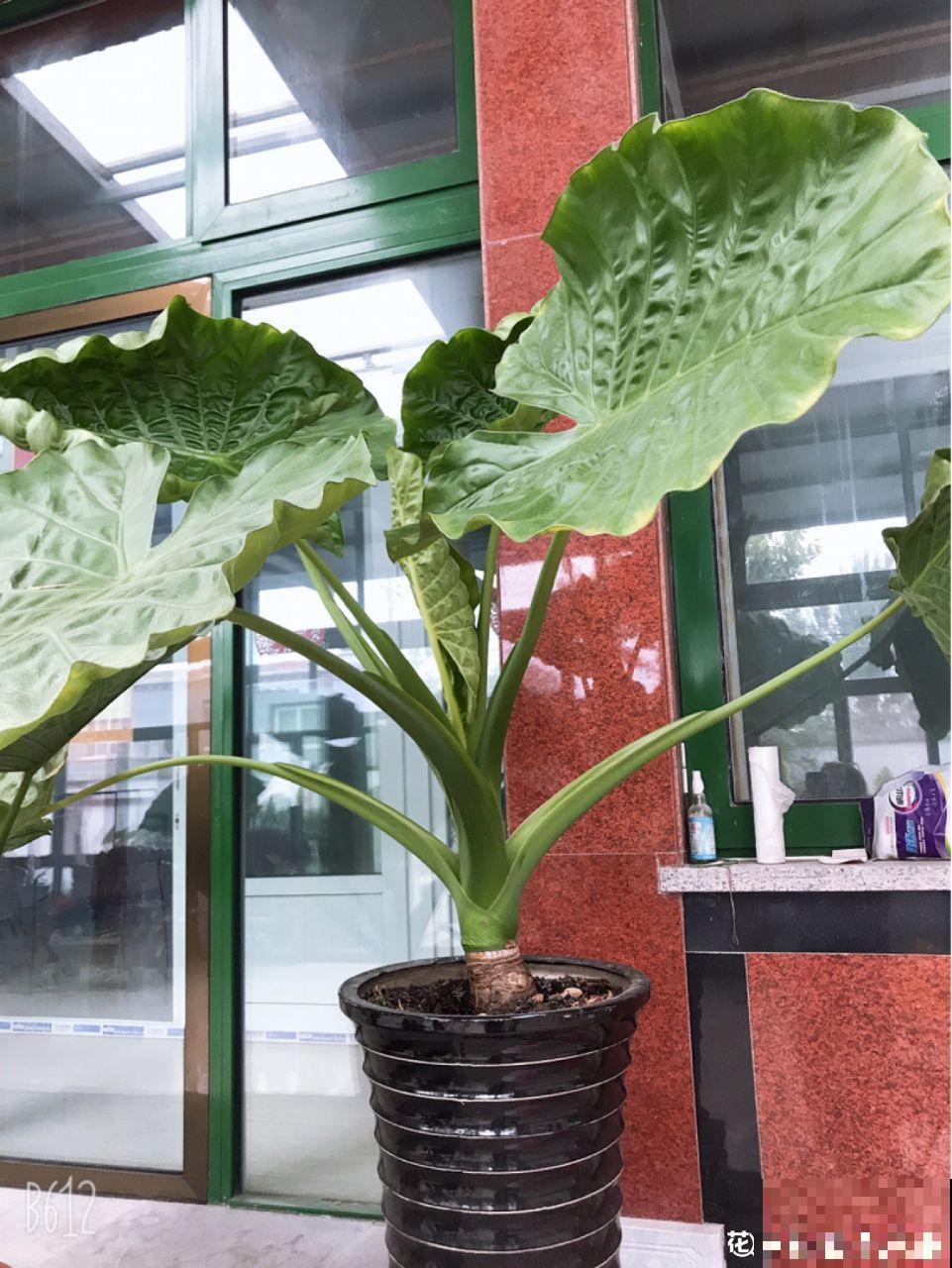 这5种花最怕冷，一降温就容易死，再不管只剩盆！