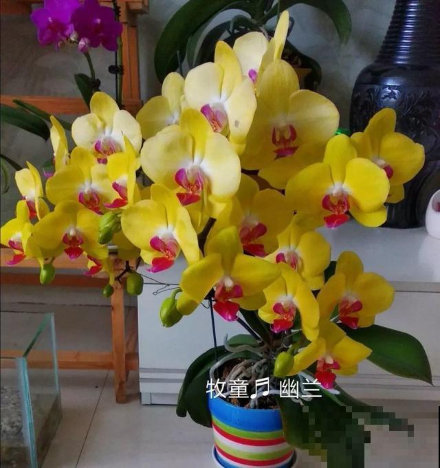 这花比绿萝还好养，摆客厅，名贵又有范儿