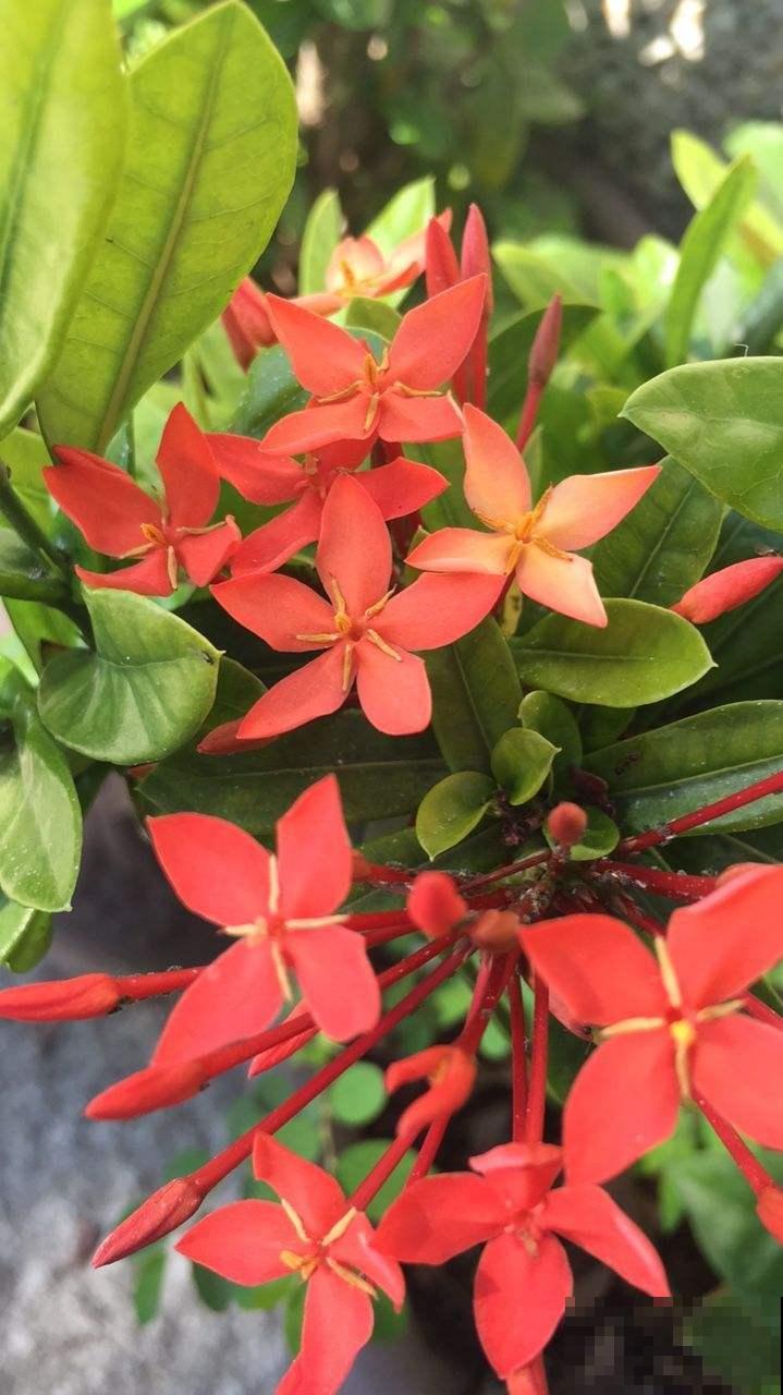 龙船花最适合秋天养，能从现在开到十二月，最关键是特好养！