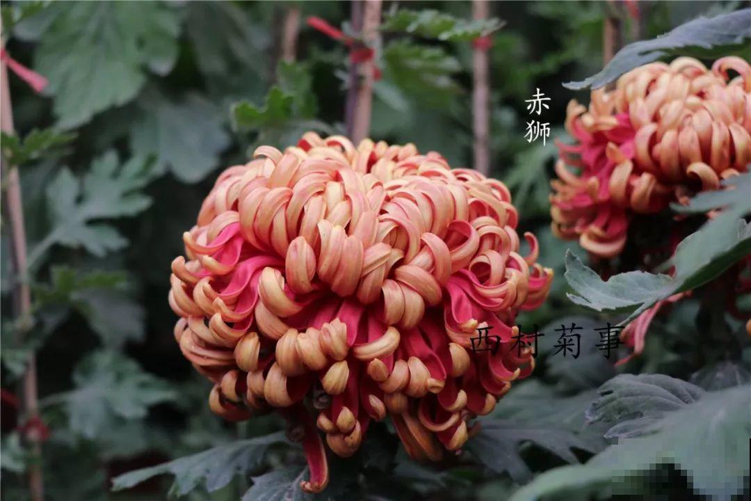 秋天啥花都可以不养，唯独这1种，100盆都不嫌多！