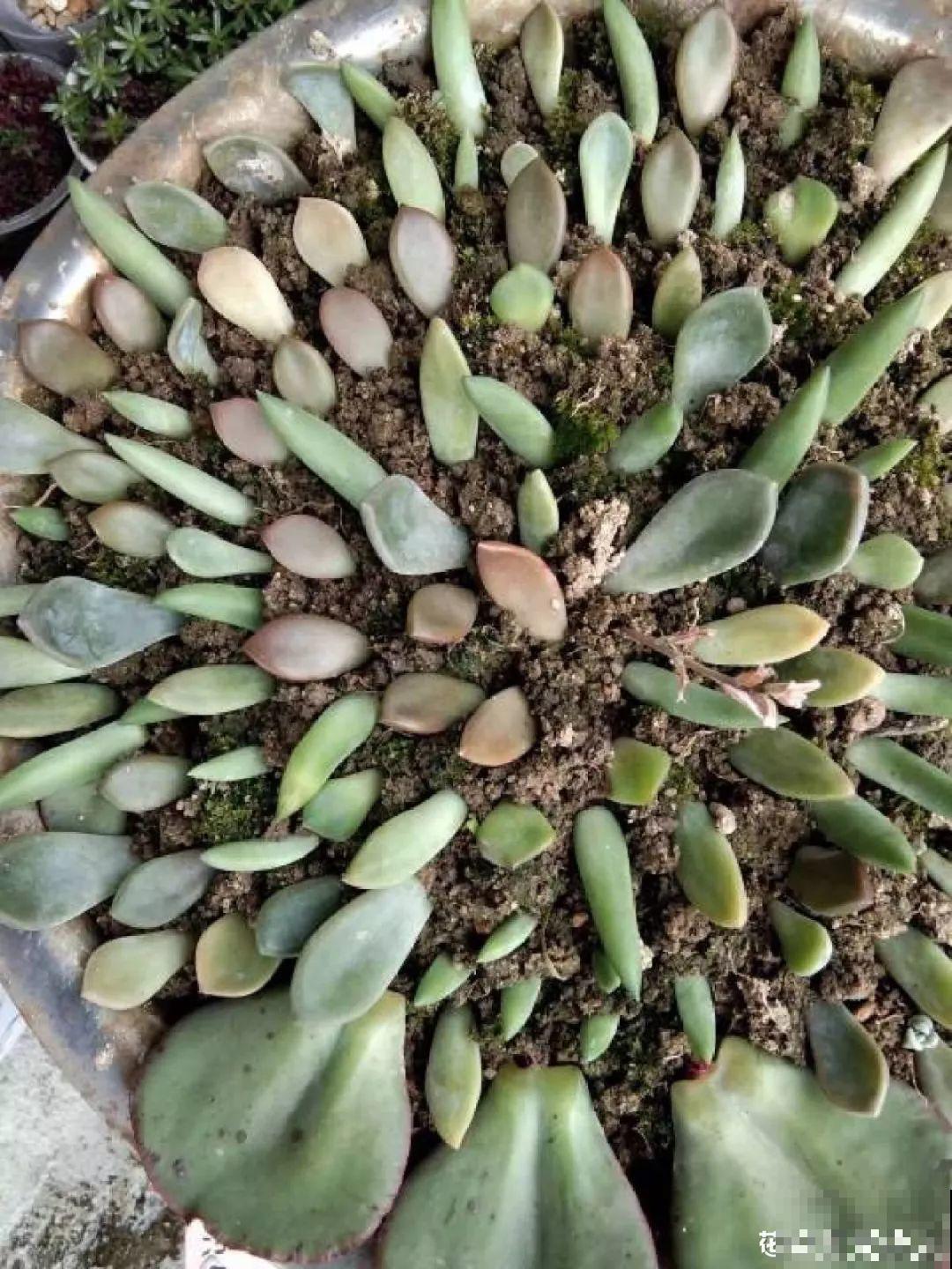 这花赶紧摘叶子，掐光后别浇水，立马又冒10个芽！