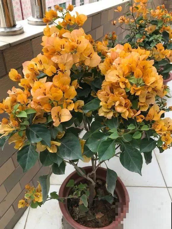 三角梅的养护要点，3招教你促开花，秋天霸占整个阳台！