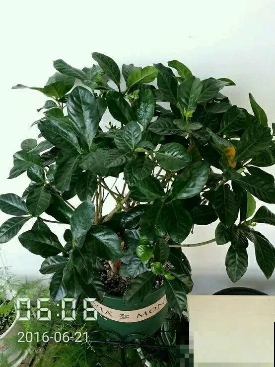 买回来就死翘翘，注意好这一点，开得比花店里还好