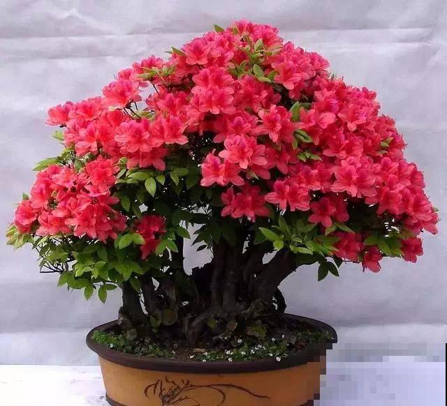 杜鹃花长得太美像玫瑰？做到这几点，花期还能提前