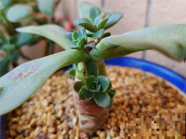 秋天给多肉施肥，就选这5种，小芽一个接一个的往外冒！