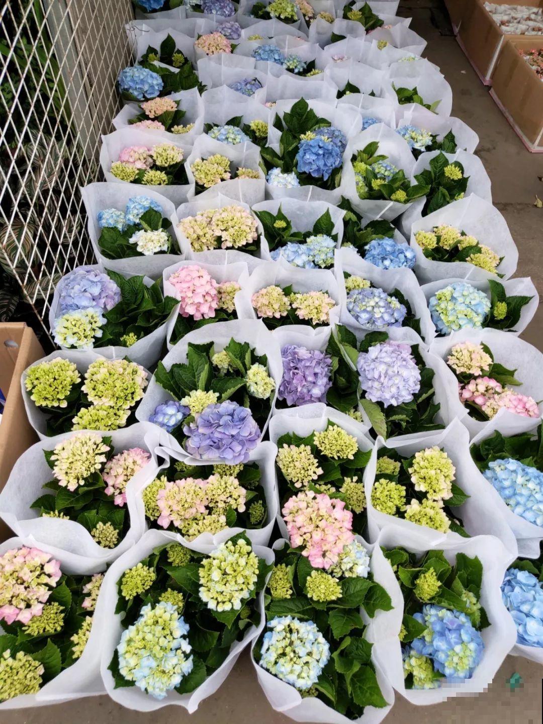 9月份逛花市，这花最好看、最好养，放心抱回家！