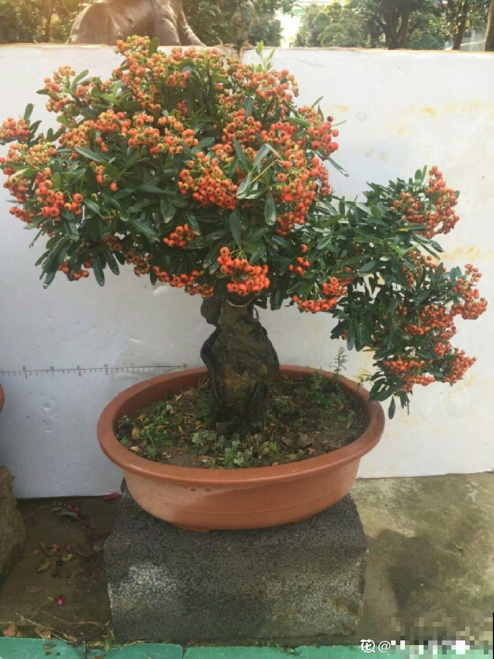 这花结满红果子，比菊花都好看，越养越上瘾！