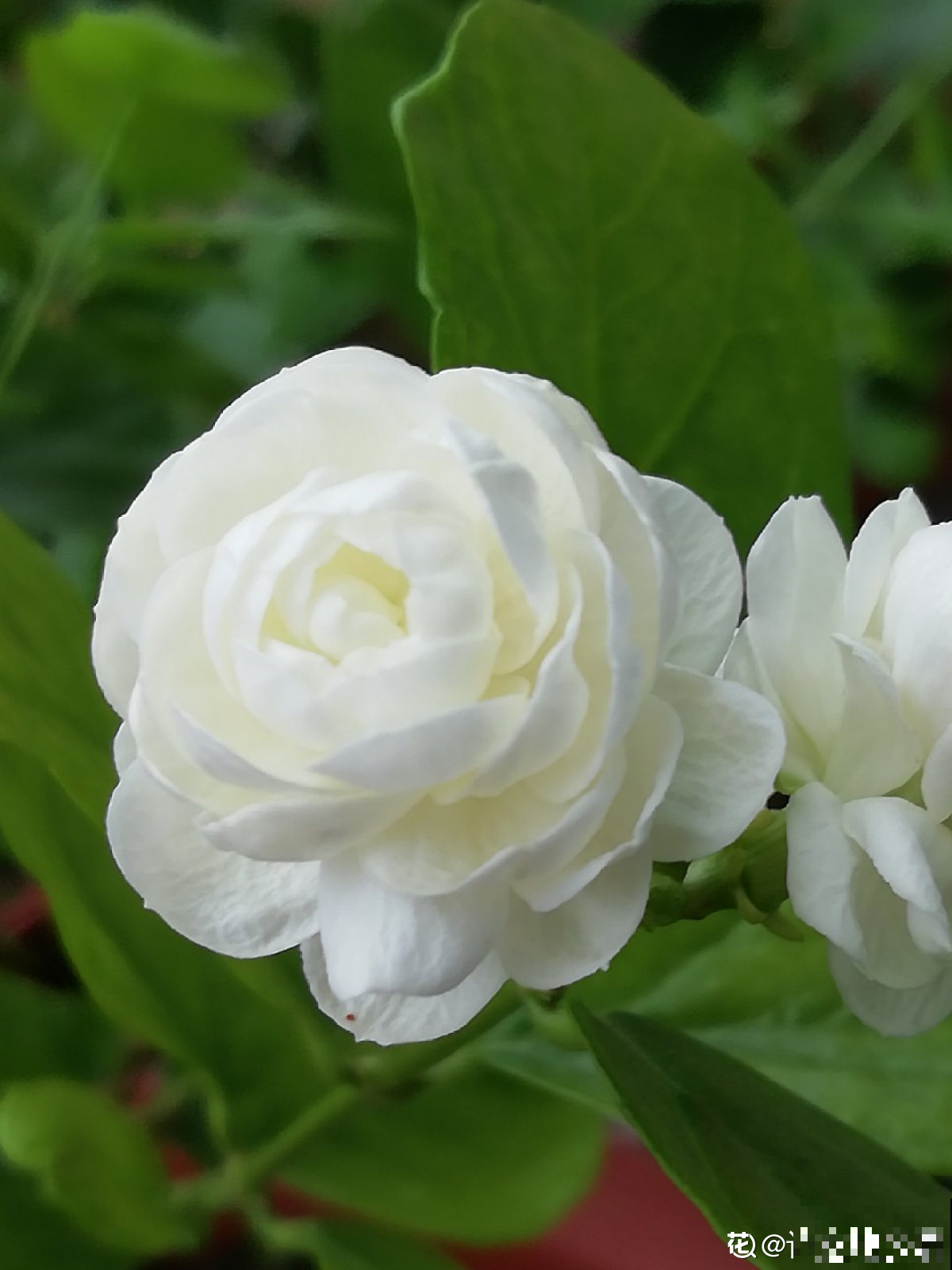 一剪子下去，茉莉花越冒越多止不住，半月长势顶别人一年的！