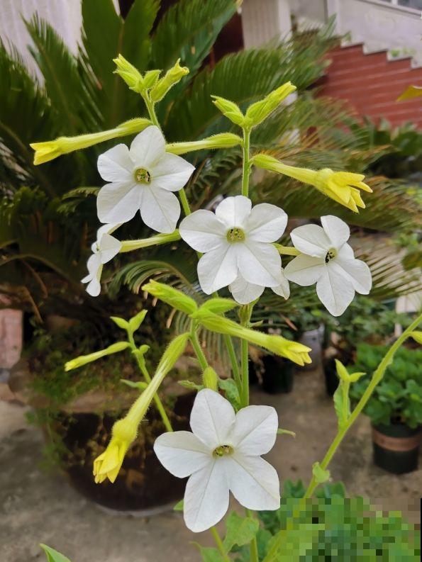 秋天最好养活的花是什么？你只知道菊花，那就太可惜了