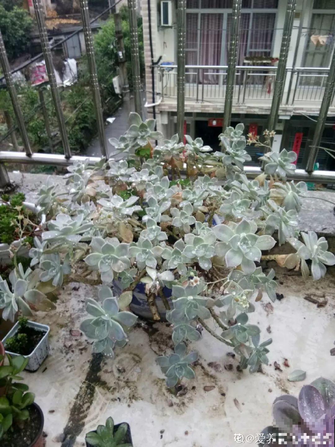 这多肉从小苗到老桩，仅用了3年，枝干长得手指粗！