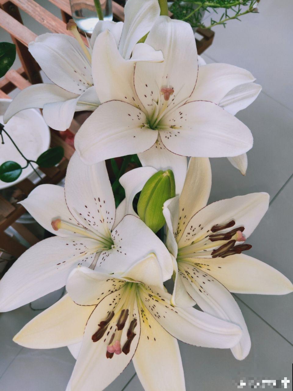 家里的花越长越小，再不贴点膘，怎么看都没精神！