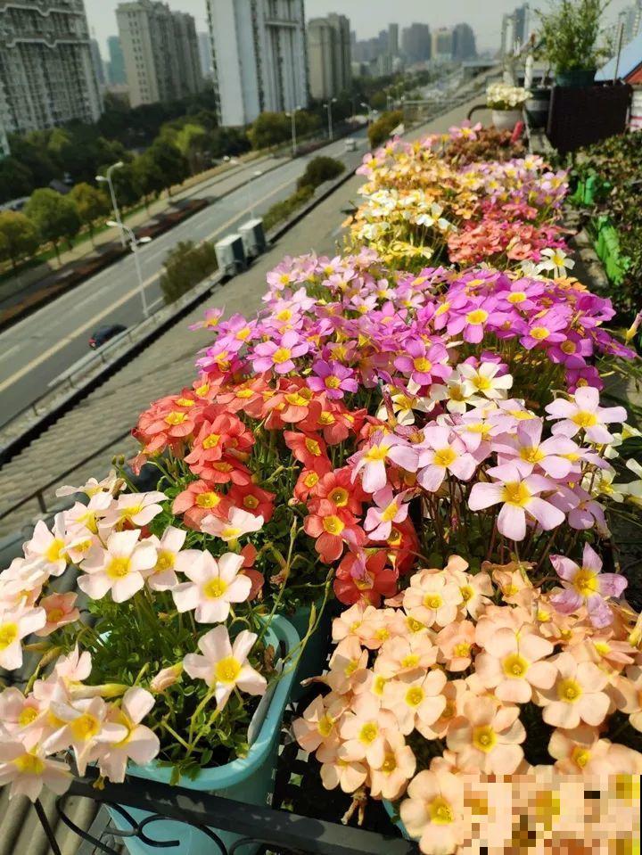 防盗窗上养这花，1个月开成花海，邻居都看花眼！