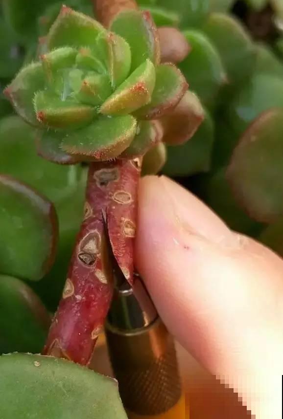 秋丽和冬美人嫁接，两个月就能活，养多肉就要玩出新鲜花样！