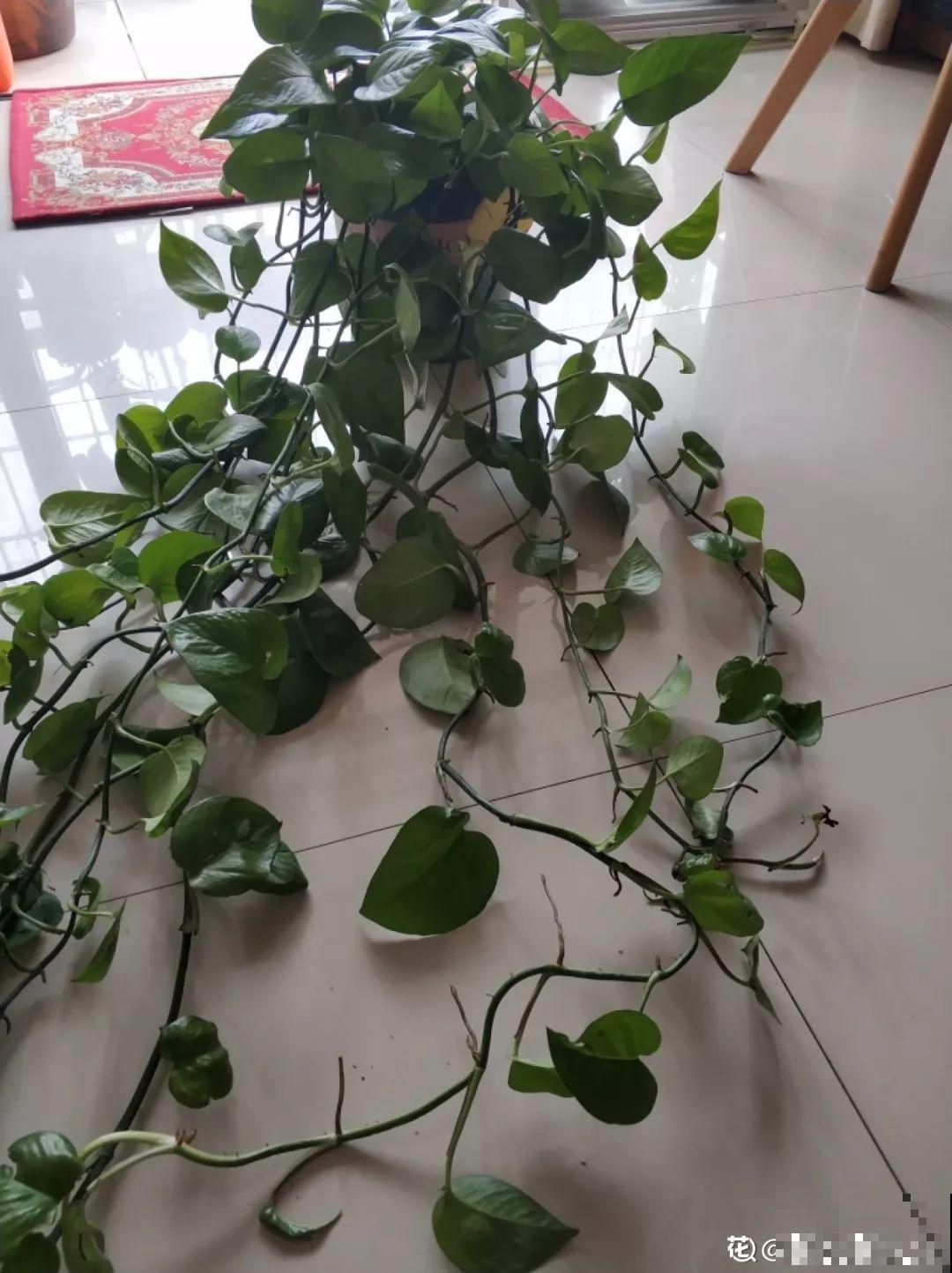绿萝文竹太好养，用绳子一绑，1个月窜成电视墙！