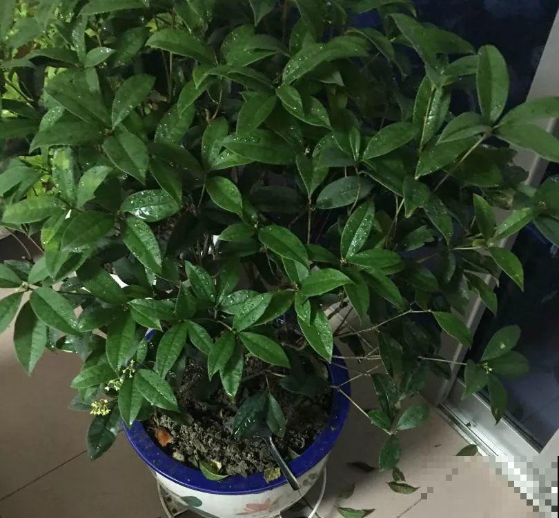 再难养的花，也都有方法来治它，秋天坐等赏花！