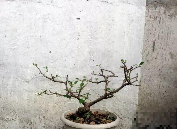 这花就得贱养，摘光叶子，少浇水，开花才会多！