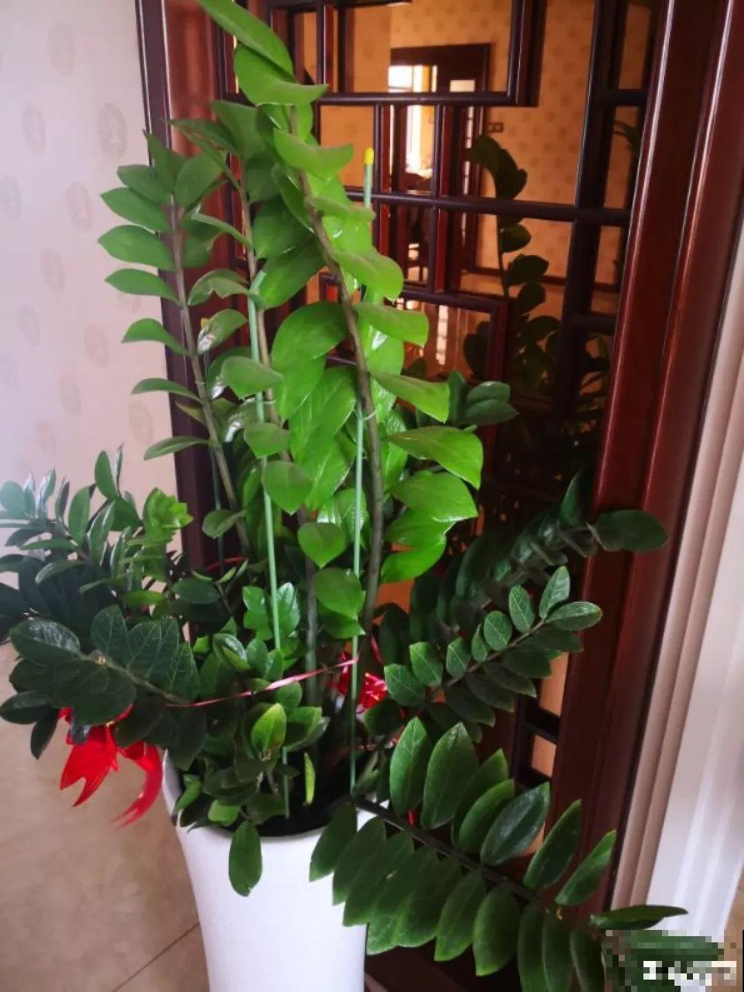 秋天爱疯长的花，剪1刀、喂点肥，新芽立马撑爆盆！