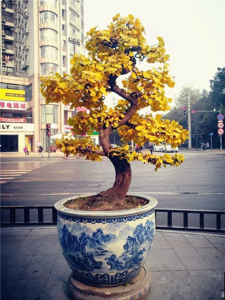 适合养在客厅里的4种花，喷一喷窜出花骨朵，漂亮上档次！