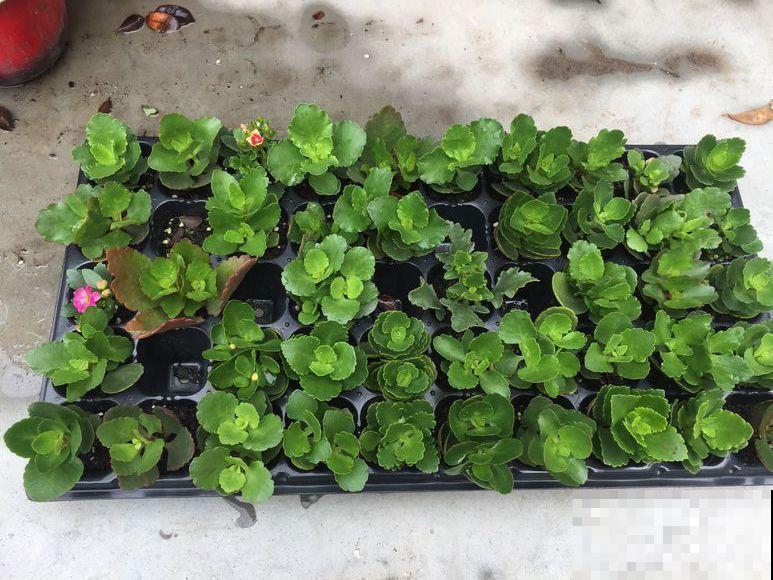 长寿花剪一刀喂点肥，花苞蹭蹭冒，叶子油绿又茂盛！