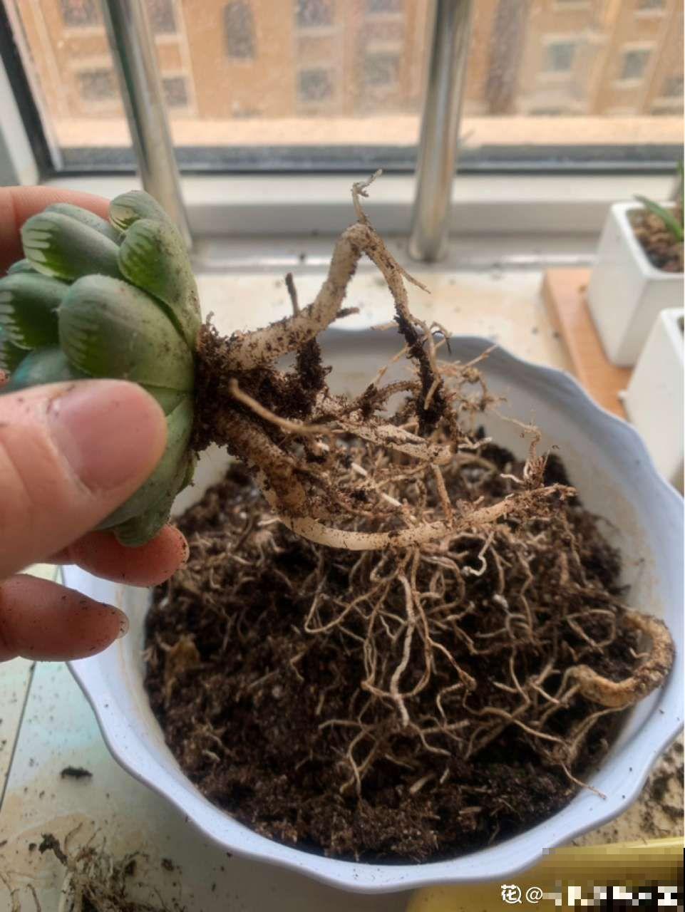这花根比萝卜粗，别随便剪，小心3天死翘翘！