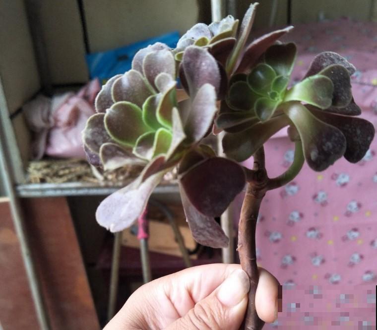 熬过夏季的多肉都是高手，秋季养多肉换换品种，一不小心就爆盆！
