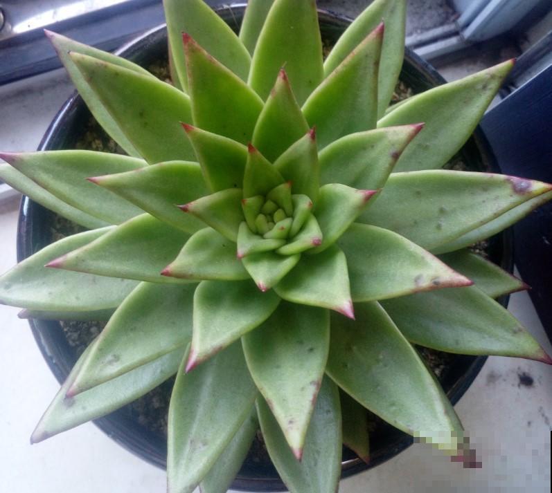 家里的这些花浇水要正确，你是否在家这样浇？难怪花会活不下去！