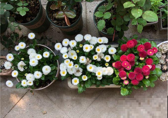 9月，这6种菊花最受欢迎，开花又密又多，摆哪里都是花园！