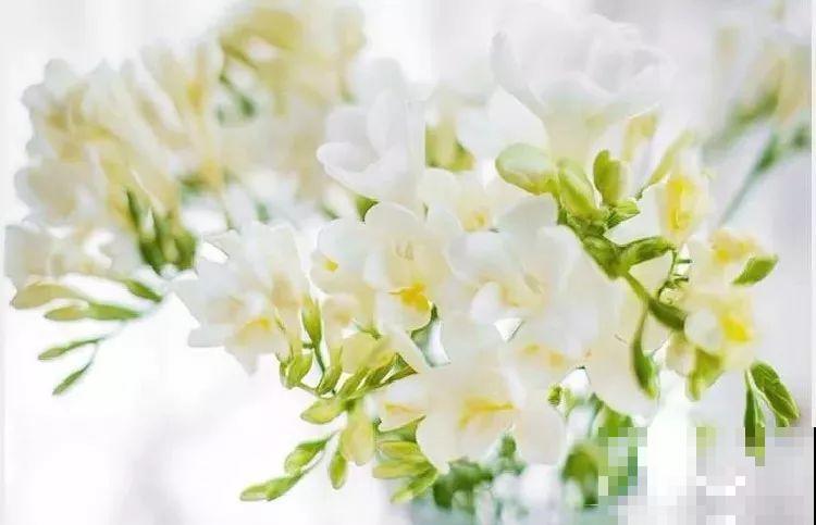 这花特好养，水越少花越多，一串能开16朵！