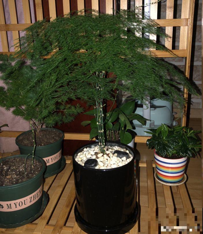 浇水掺点它，不黄叶不烂根，花越长越旺！