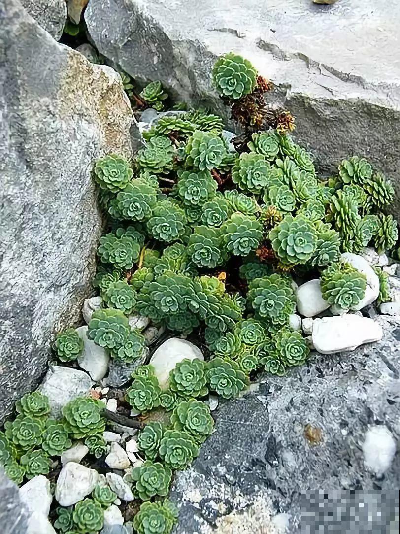 野生多肉遍地是，我到底该不该挖？