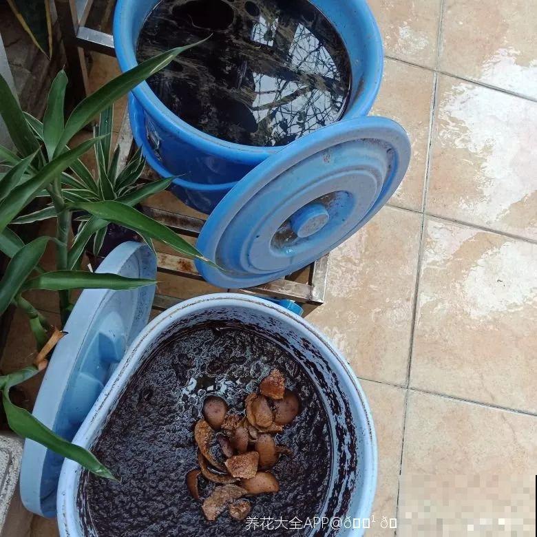 盆土硬成大疙瘩，浇点松土剂，立马软得像发糕！