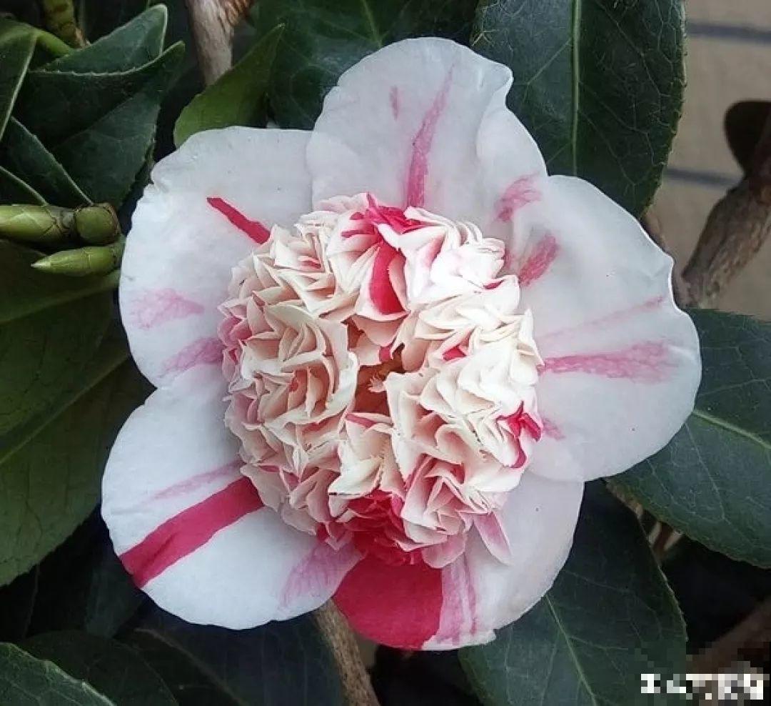 这花一开，赛过所有香水，花苞摘一摘还能泡水喝！